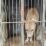 Tragis di Jasinga, Bocah 9 Tahun Tewas Diserang Kawanan Anjing Pemburu